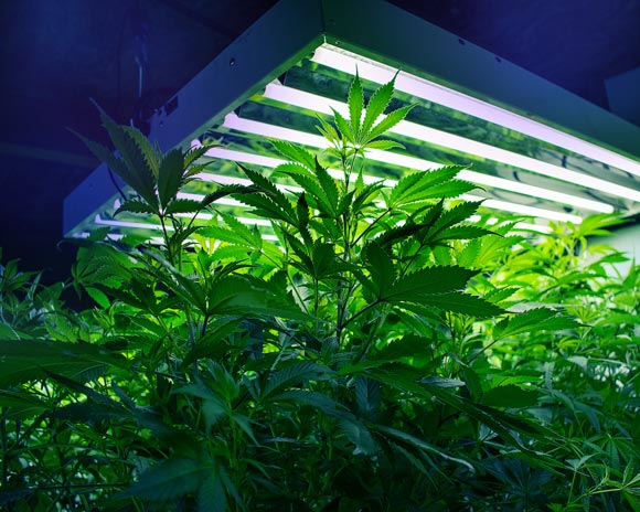 close up of cannabis sativa plant in a grow room with Cannabis Insurance in Guthrie, Oklahoma