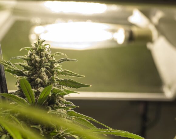 Marijuana Plant Under Light with a Cannabis Bond in Ada, OK