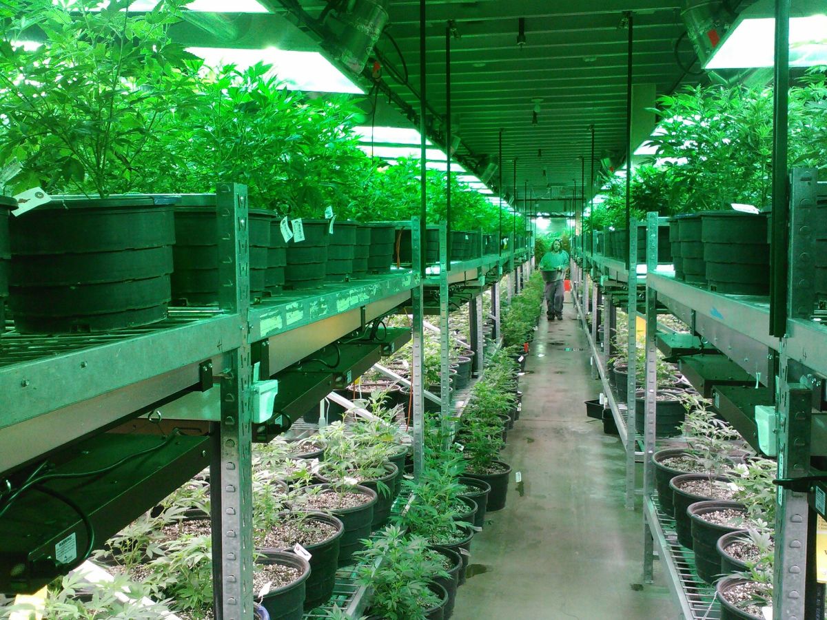 cannabis plants in a row of shelves with Cannabis Insurance in Henryetta, Oklahoma