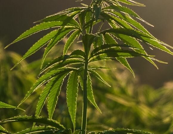 Cannabis Insurance in OKC, Oklahoma City, OK, Shawnee, OK, Guthrie, OK and Nearby Cities