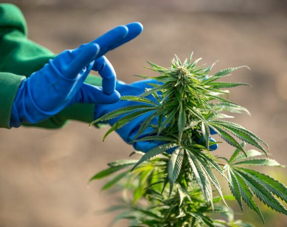 blue gloves touching a plant with Cannabis Insurance in Oklahoma City, Norman, OK, Moore, OK, Midwest City, Shawnee, OK