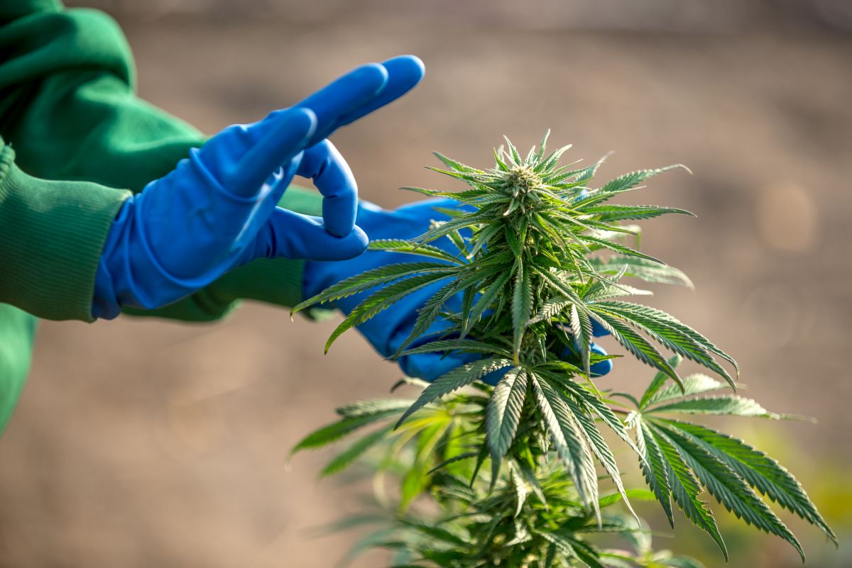 Blue gloves touching a cannabis plant with Cannabis Insurance in Henryetta, Oklahoma