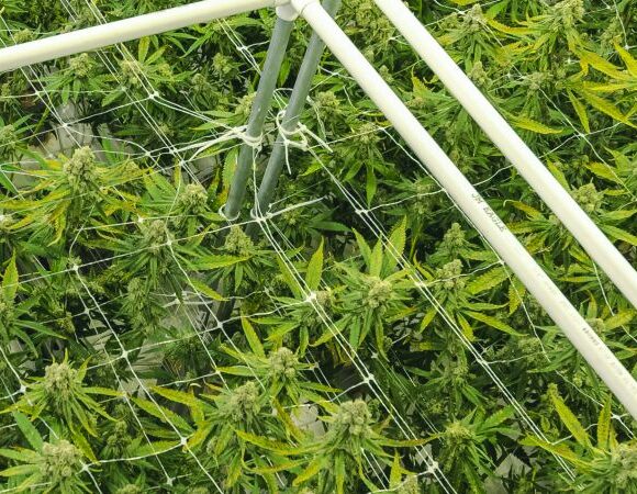 Cannabis Insurance in Edmond, OK, OKC, Oklahoma City, Moore, OK, Norman, OK, Chandler, OK and Nearby Cities