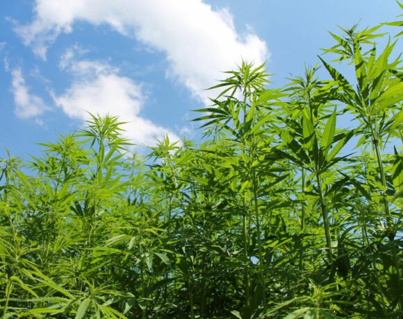 Weed Plants in Field with Cloudy Sky with Grow Bonds in Oklahoma City, OK