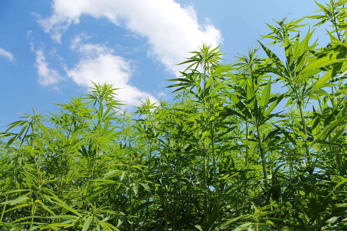 a field of hemp growing with Hemp Business Insurance in Guthrie, Oklahoma